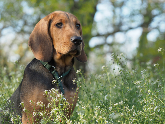 Polský ogar, foto: Shutterstock