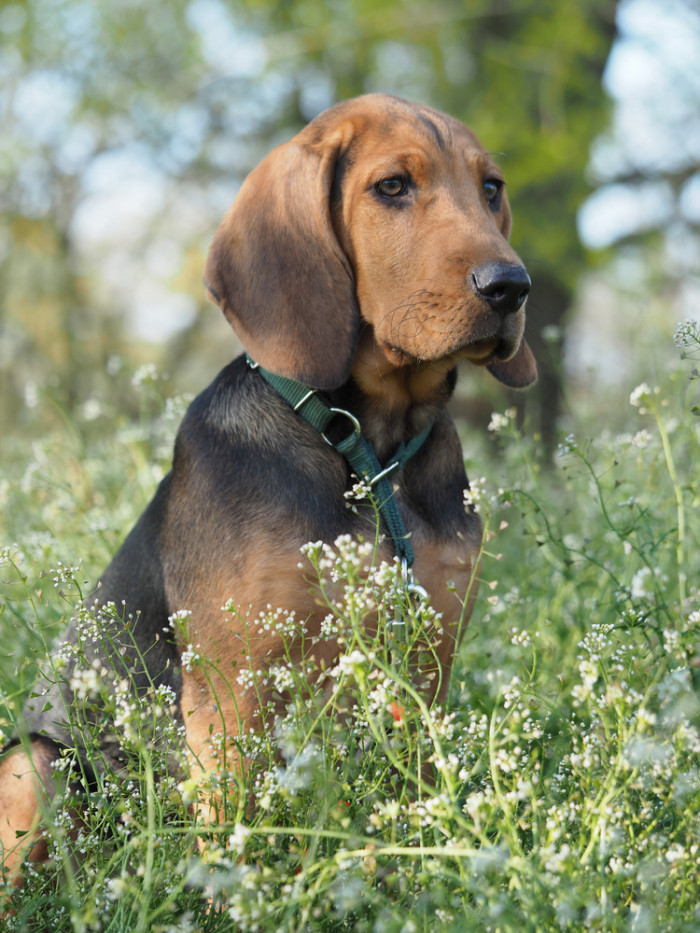 Polský ogar, foto: Shutterstock