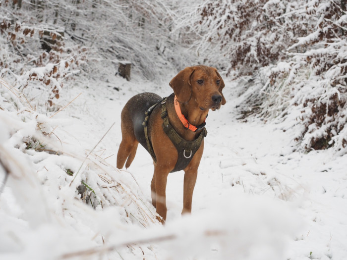 Polský ogar, foto: Shutterstock