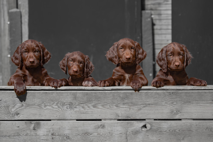 Německý dlouhosrstý ohař, štěňata. Foto: Shutterstock