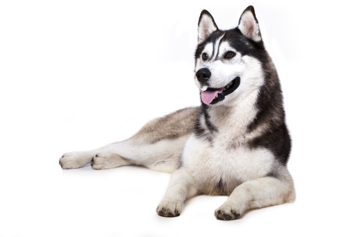 Sibiřský husky, foto: Shutterstock