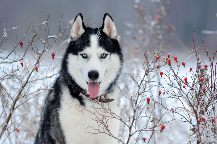 Sibiřský husky, foto: Shutterstock