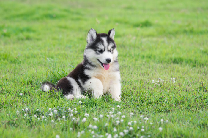 Sibiřský husky, štěně. Foto: Shutterstock