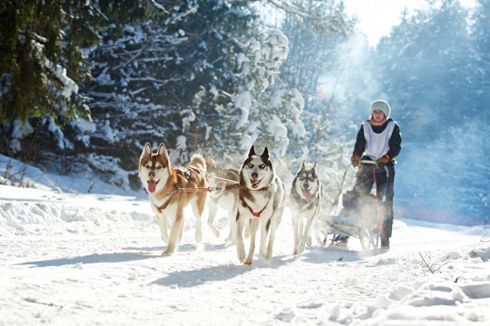 Sibiřský husky, foto: Shutterstock