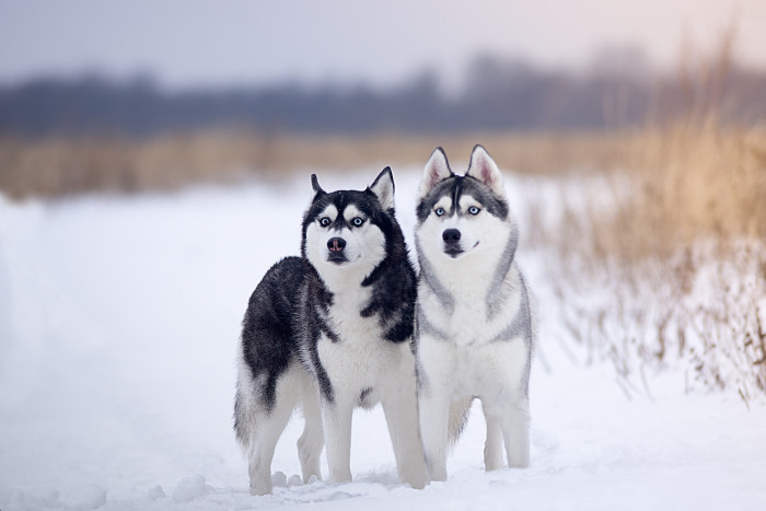 Sibiřský husky, foto: Shutterstock
