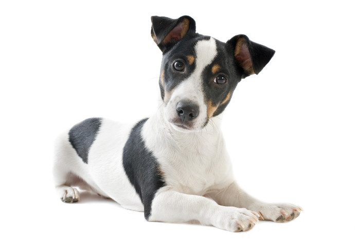 Jack Russell teriér, foto: Shutterstock