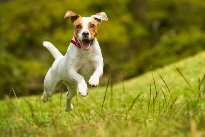 Jack Russell teriér, foto: Shutterstock