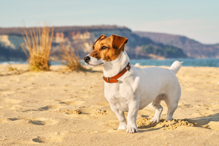 Jack Russell teriér, foto: Shutterstock