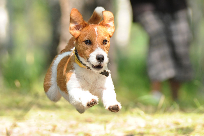 Jack Russell teriér, foto: Shutterstock