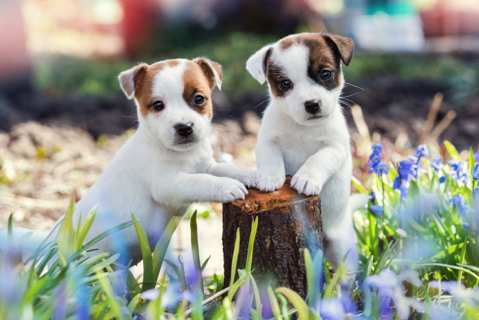 Štěňata Jack Russell teriéra, foto: Shutterstock