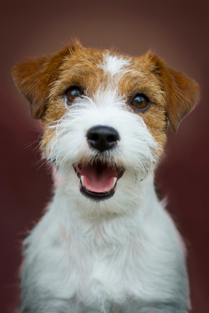 Jack Russell teriér, foto: Shutterstock