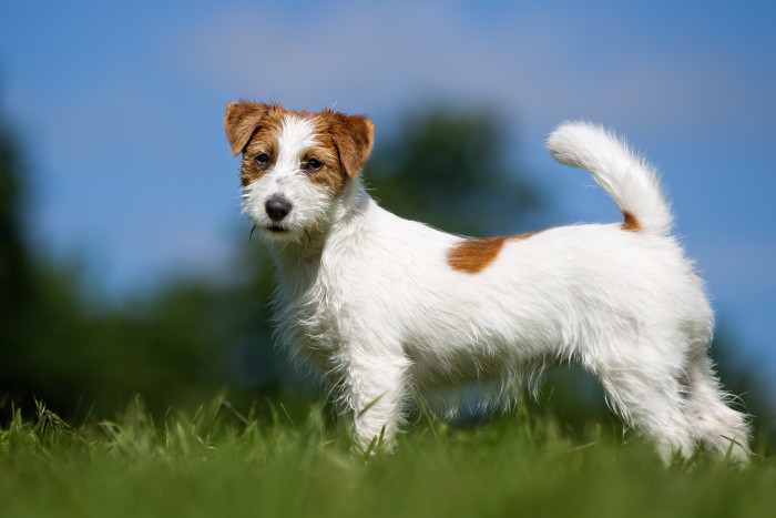 Jack Russell teriér, foto: Shutterstock
