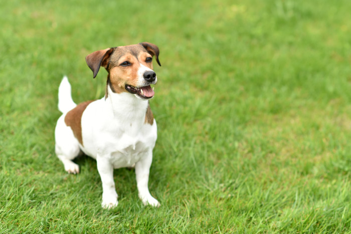 Jack Russell teriér, foto: Shutterstock