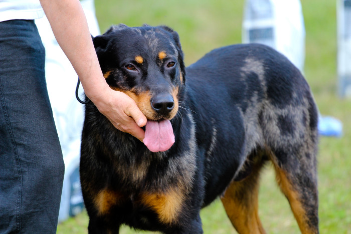 Beauceron, foto: Shutterstock