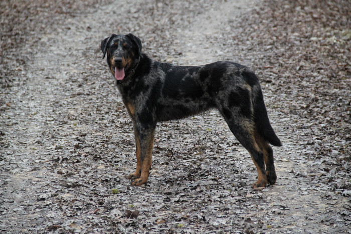 Beauceron, foto: Shutterstock
