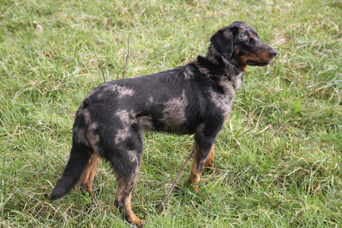 Beauceron, foto: Shutterstock