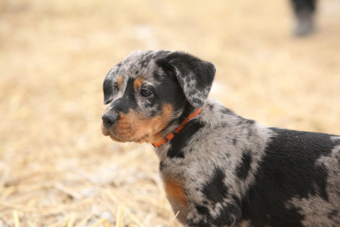Štěně beaucerona, foto: Shutterstock