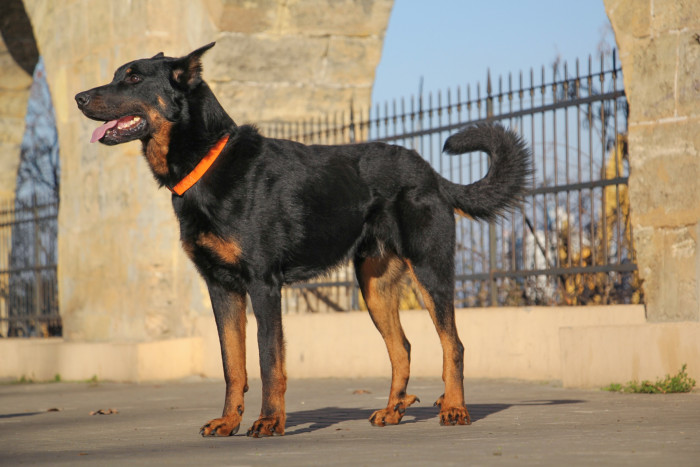 V některých zemích se u beauceronů provádí kupírování uší - v ČR je tato úprava zákonem zakázána. Foto: Shutterstock