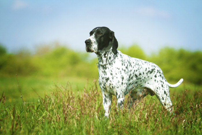 Auvergneský ohař krátkosrstý, foto: Shutterstock