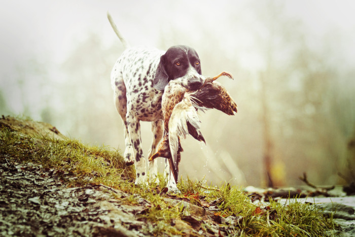 Auvergneský ohař krátkosrstý, foto: Shutterstock