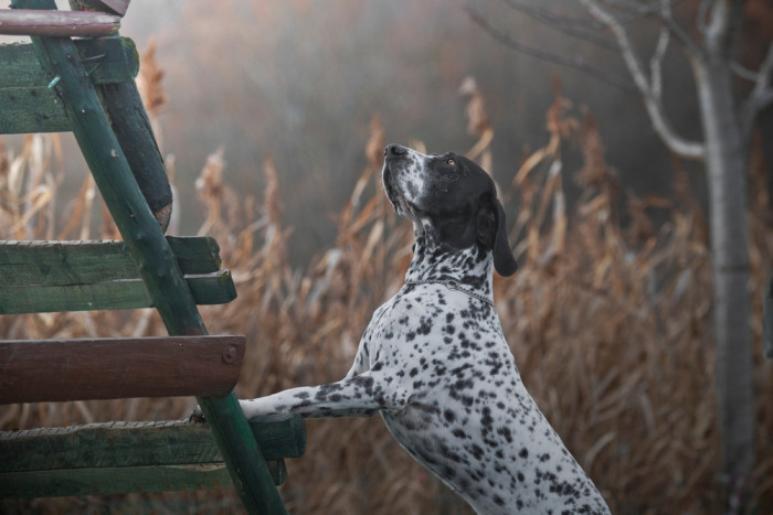 Auvergneský ohař krátkosrstý, foto: Shutterstock