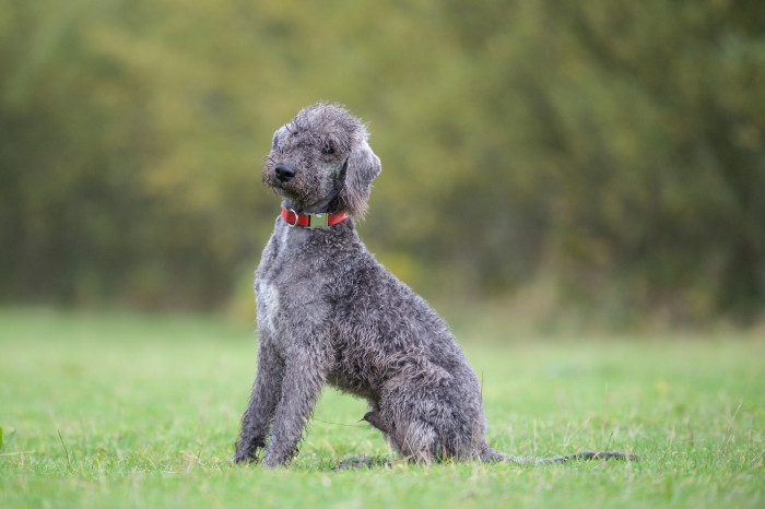 Mladý bedlington teriér, foto: Shutterstock