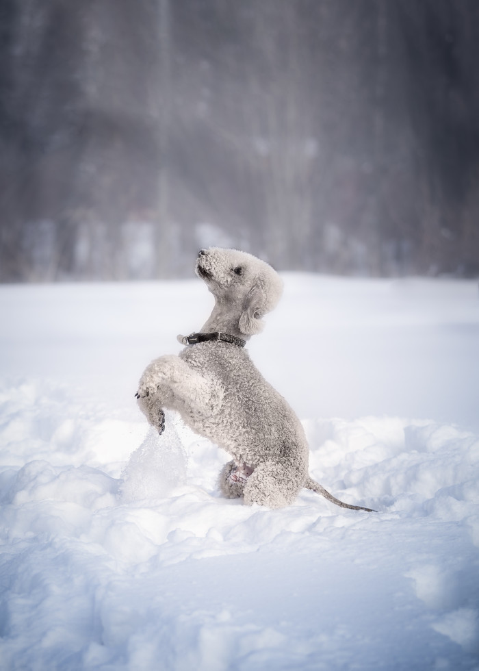 Bedlington teriér, foto: Shutterstock