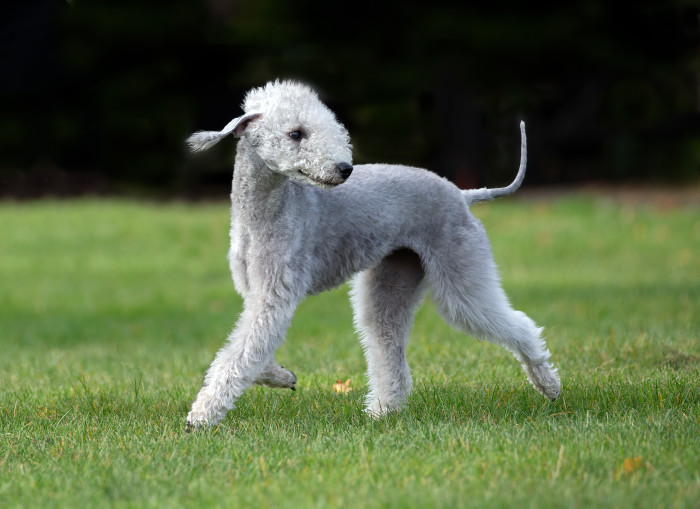 Bedlington teriér, foto: Shutterstock