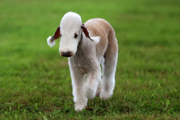 Bedlington teriér, foto: Shutterstock