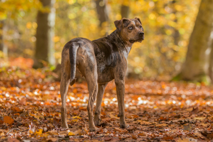 Lousianský leopardí pes (Catahoula). Foto: Shutterstock