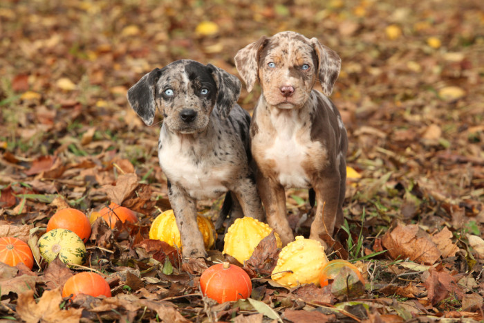 Lousianský leopardí pes (Catahoula). Foto: Shutterstock