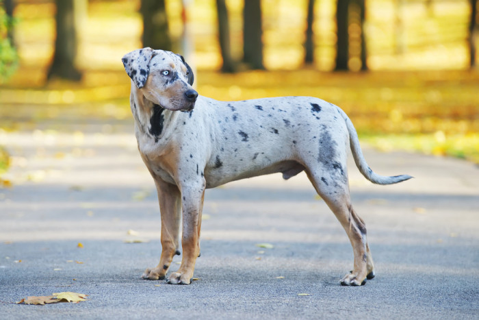 Lousianský leopardí pes (Catahoula). Foto: Shutterstock