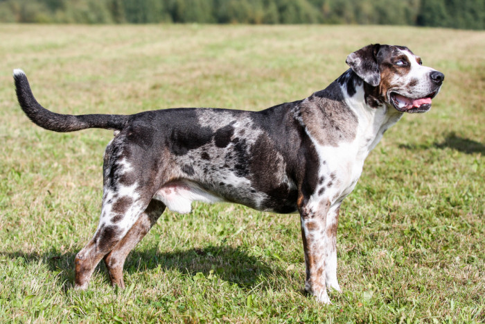 Lousianský leopardí pes (Catahoula). Foto: Shutterstock
