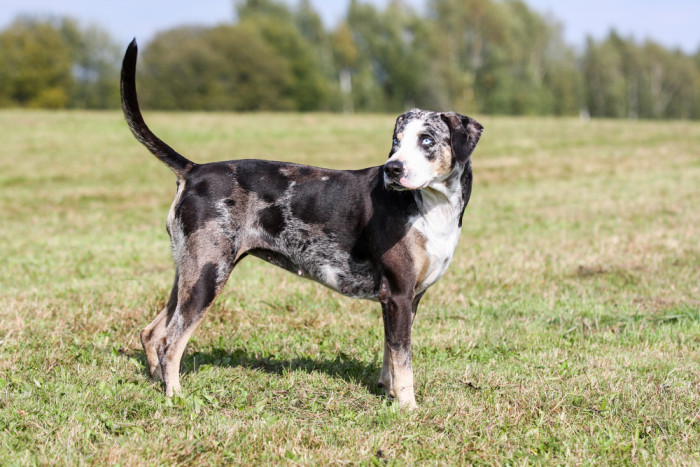 Lousianský leopardí pes (Catahoula). Foto: Shutterstock
