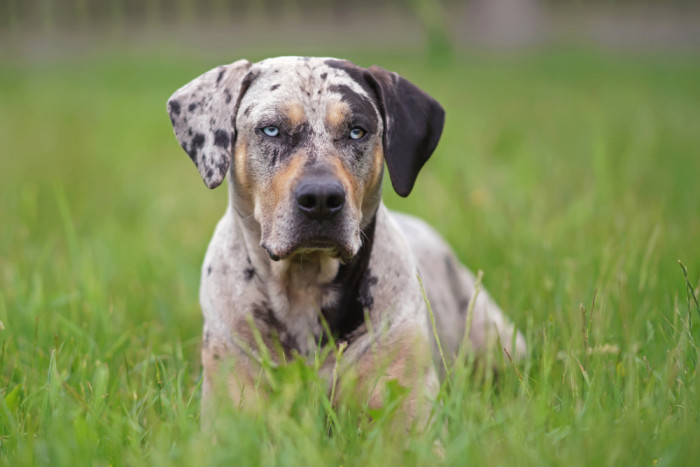 Lousianský leopardí pes (Catahoula). Foto: Shutterstock