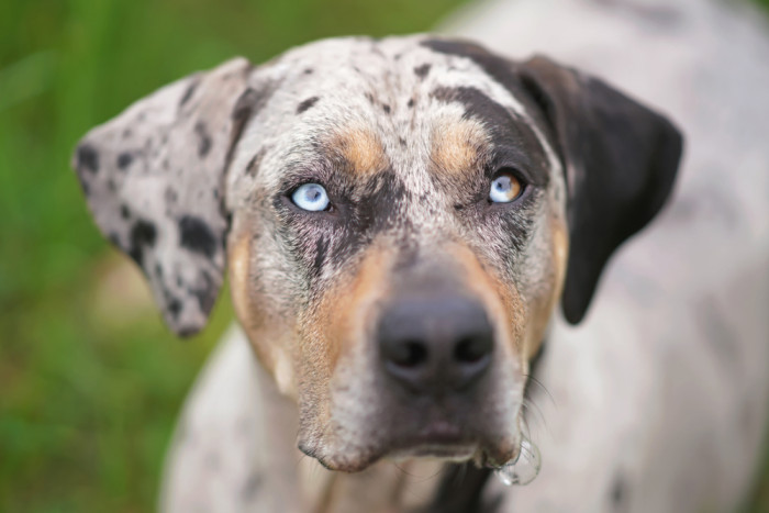 Lousianský leopardí pes (Catahoula). Foto: Shutterstock