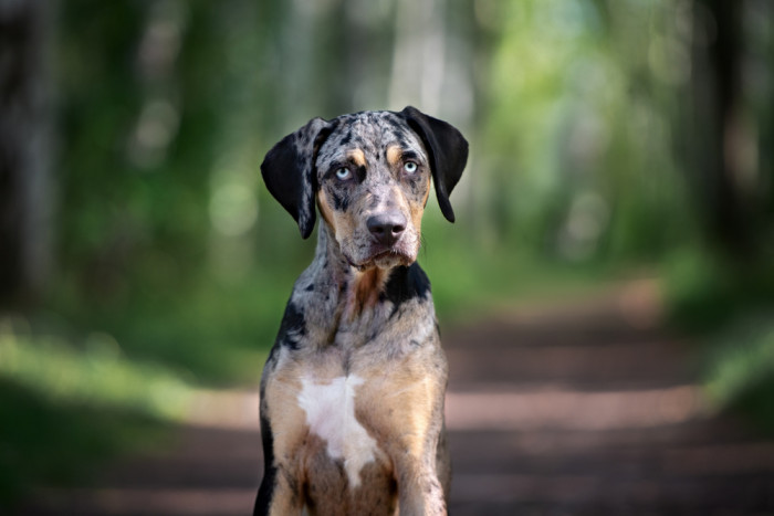 Lousianský leopardí pes (Catahoula). Foto: Shutterstock