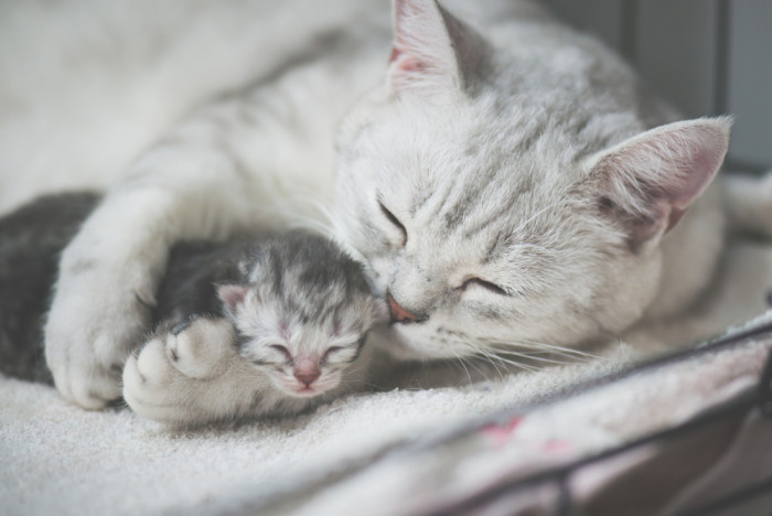 Americká krátkosrstá kočka, foto: Shutterstock