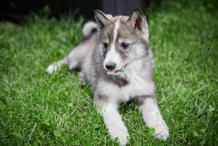 Štěně západosibiřské lajky, foto: Shutterstock