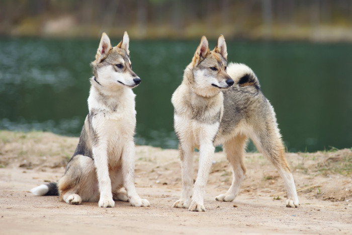 Západosibiřská lajka, foto: Shutterstock