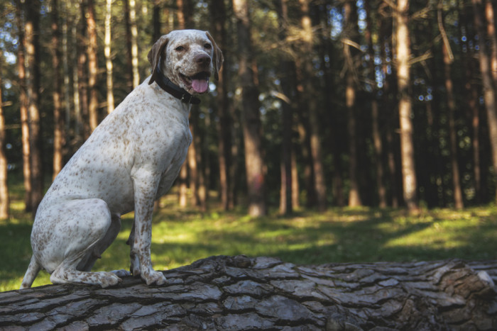 Bourbonský krátkosrstý ohař, foto: Shutterstock