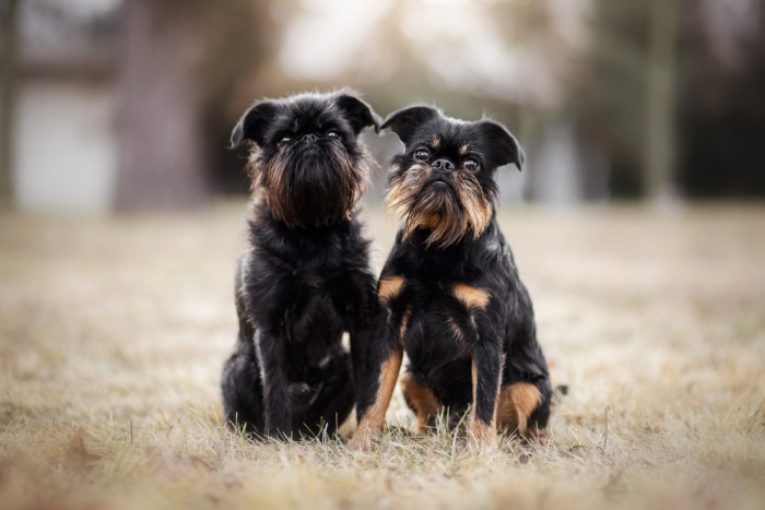Grifonek belgický. Foto: Shutterstock