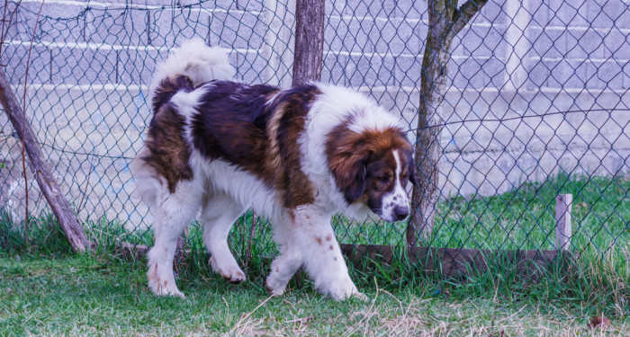 Tornjak, foto: Shutterstock