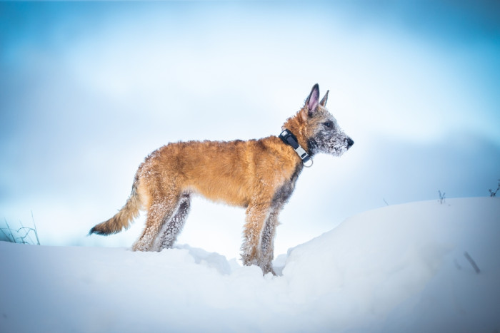 Belgický ovčák Laekenois, foto: Shutterstock