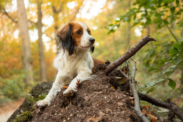 Holandský kachní pes - kooikerhondje. Foto: Shutterstock