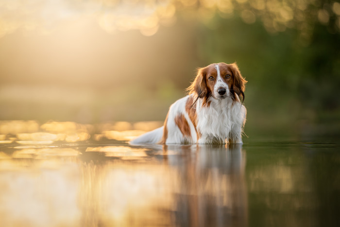 Holandský kachní pes - kooikerhondje. Foto: Shutterstock