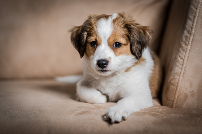 Štěně kooikerhondje. Foto: Shutterstock