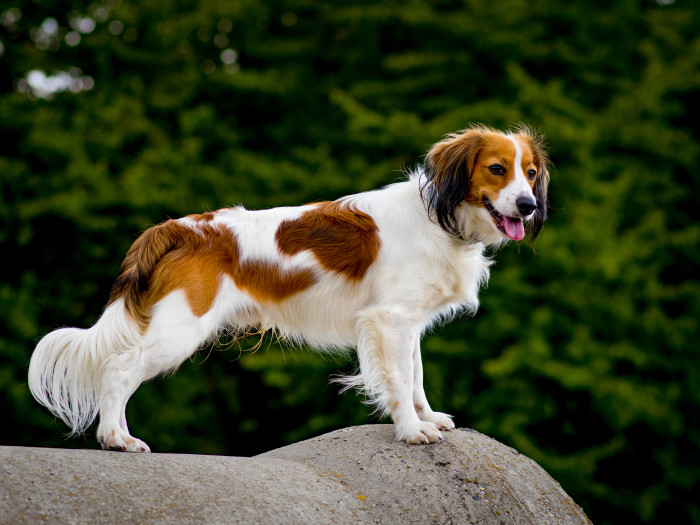 Holandský kachní pes - kooikerhondje. Foto: Shutterstock