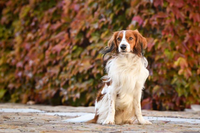 Holandský kachní pes - kooikerhondje. Foto: Shutterstock