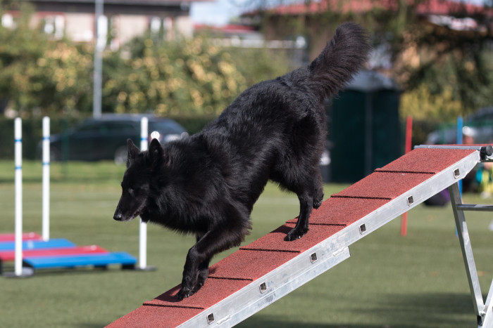 Belgický ovčák Groenendael, foto: Shutterstock